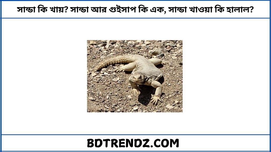 সান্ডা কি খায় সান্ডা আর গুইসাপ কি এক, সান্ডা খাওয়া কি হালাল নাকি হারাম